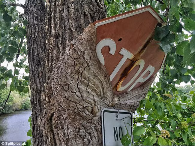 khi cay tro thanh… quai vat dang so hinh anh 9