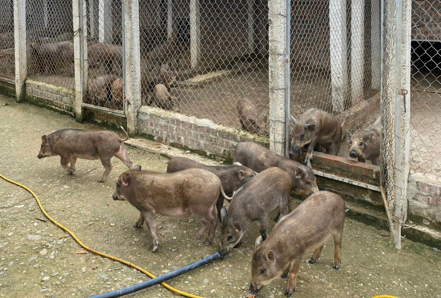 Trang trại lợn rừng được anh Lộc đầu tư và phát triển chăn nuôi bài bản.