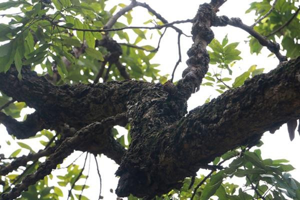 &#34;cu cay&#34; nghin qua quy nhu vang 9999 cho thu ve hang chuc cay vang - 9