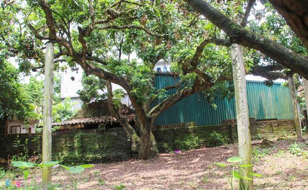 &#34;cu cay&#34; nghin qua quy nhu vang 9999 cho thu ve hang chuc cay vang - 12