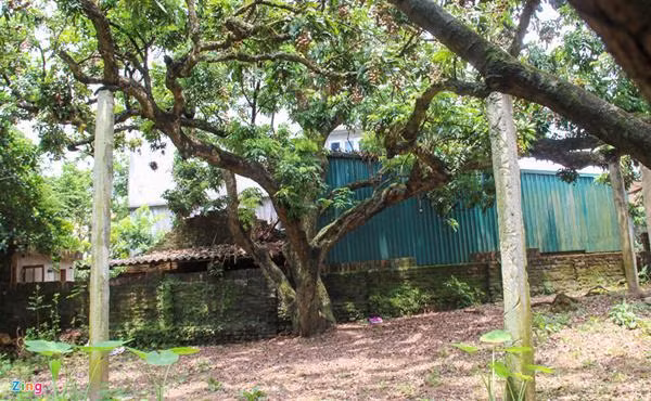 “Cụ cây” nghìn quả quý như vàng 9999, thu về hàng chục cây vàng ảnh 12 "cu cay" nghin qua quy nhu vang 9999 cho thu ve hang chuc cay vang - 12