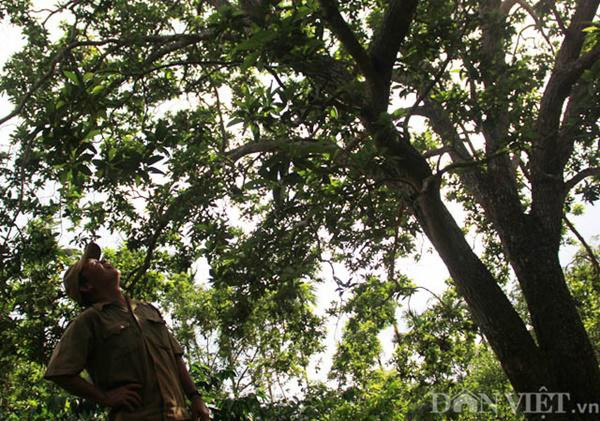 &#34;cu cay&#34; nghin qua quy nhu vang 9999 cho thu ve hang chuc cay vang - 4