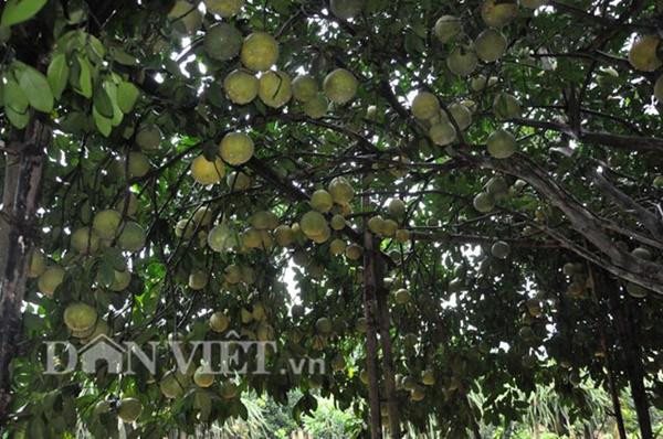 &#34;cu cay&#34; nghin qua quy nhu vang 9999 cho thu ve hang chuc cay vang - 2