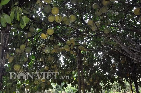 “Cụ cây” nghìn quả quý như vàng 9999, thu về hàng chục cây vàng ảnh 2 "cu cay" nghin qua quy nhu vang 9999 cho thu ve hang chuc cay vang - 2