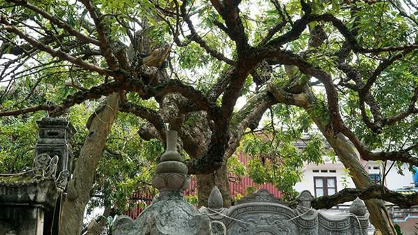 &#34;cu cay&#34; nghin qua quy nhu vang 9999 cho thu ve hang chuc cay vang - 7