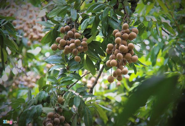 &#34;cu cay&#34; nghin qua quy nhu vang 9999 cho thu ve hang chuc cay vang - 11