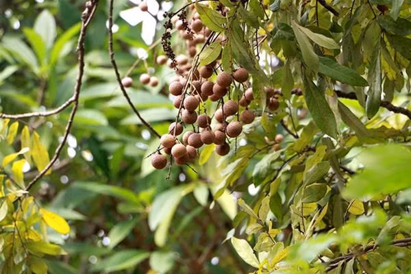 “Cụ cây” nghìn quả quý như vàng 9999, thu về hàng chục cây vàng ảnh 8 "cu cay" nghin qua quy nhu vang 9999 cho thu ve hang chuc cay vang - 8