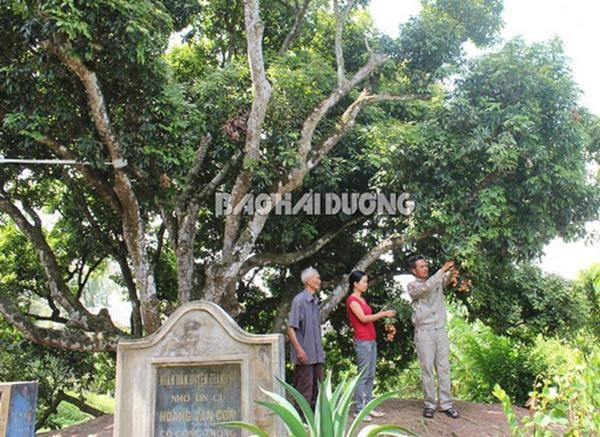 &#34;cu cay&#34; nghin qua quy nhu vang 9999 cho thu ve hang chuc cay vang - 5