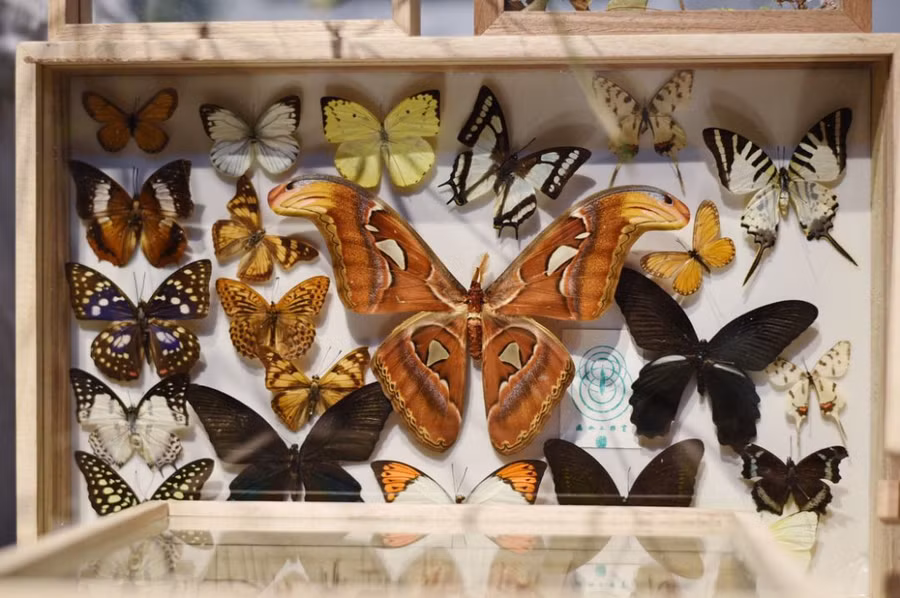 cuoc song than tien cua chang trai doc than 34