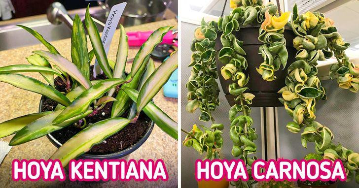 6 loại cây cảnh khử mùi hiệu quả giúp căn phòng luôn thơm ngát ảnh 1 6 loại cây cảnh khử mùi hiệu quả giúp căn phòng luôn thơm ngát ảnh 1