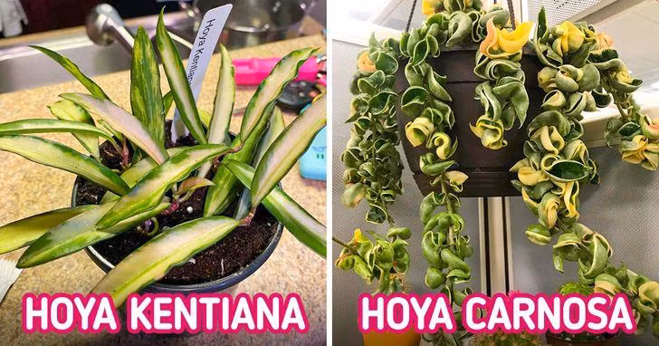 6 loại cây cảnh khử mùi hiệu quả giúp căn phòng luôn thơm ngát ảnh 1