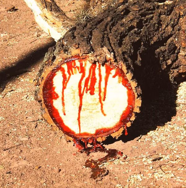 Những loài cây kỳ lạ có khả năng giống hệt con người - Ảnh 5.