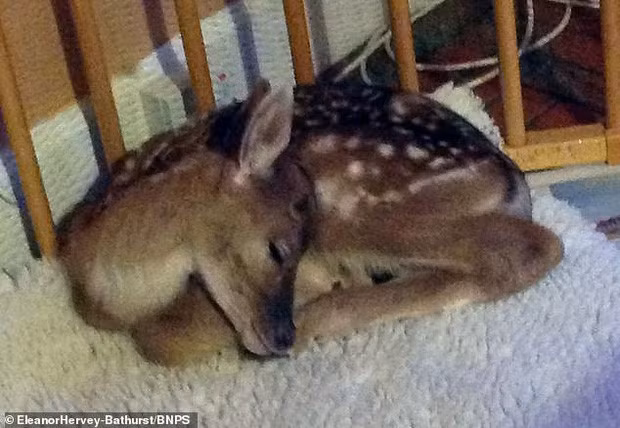 Chiếc cũi trong bếp là căn phòng nhỏ của Inchy sau khi được cứu.