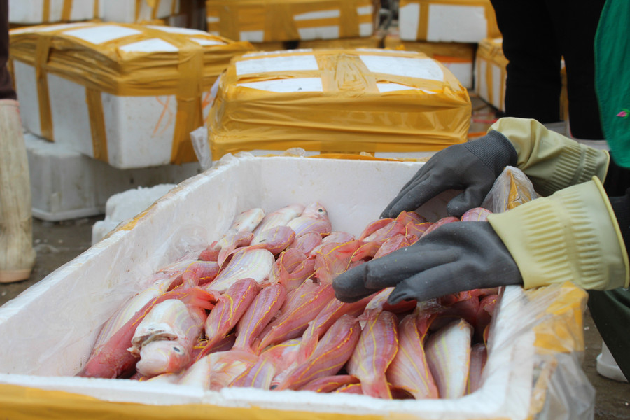 Ông Lê Phạm Thảo - Phó Chủ tịch UBND xã Hoằng Trường cho biết, nghề đánh bắt cá lưỡng hồng đang chiếm 1/3 tổng phương tiện đánh bắt toàn xã. Việc khai thác, đánh bắt cá lưỡng hồng mang lại hiệu quả kinh tế rất cao cho địa phương. Ảnh: LT.