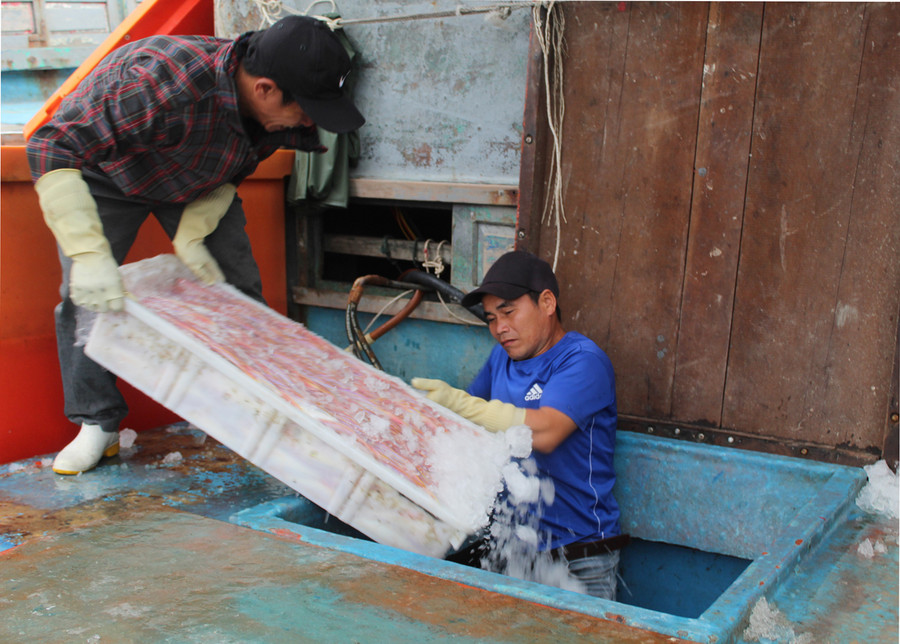 Cá lưỡng hồng được thương lái thu mua ngay tại bến. Ảnh: LT.