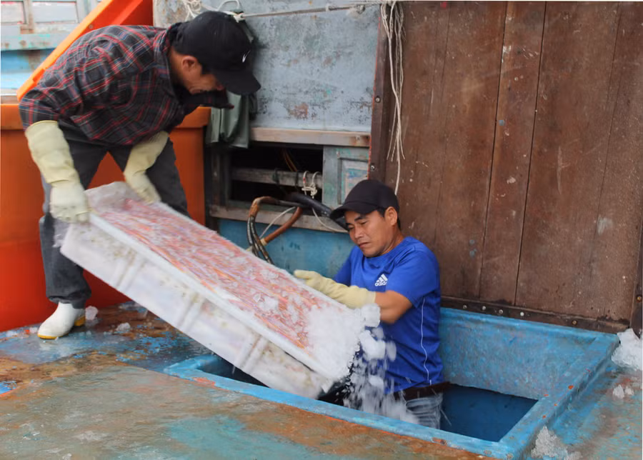 Cá lưỡng hồng được thương lái thu mua ngay tại bến. Ảnh: LT.