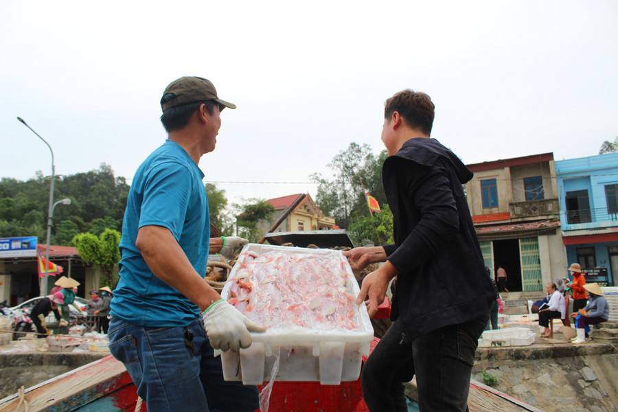 Theo các ngư dân, mùa cá lưỡng hồng thường bắt đầu từ sau Tết Nguyên đán đến tháng 4 Âm lịch, và bắt đầu lại từ tháng 9 đến cuối năm. Ảnh: LT.
