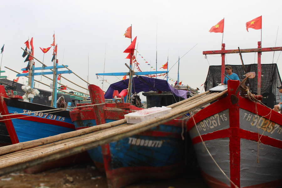 Thời gian này, ngư dân làng biển Hoằng Trường (Hoằng Hóa, Thanh Hóa) đánh bắt được 5 - 6 tấn cá lưỡng hồng sau mỗi chuyến ra khơi. Ảnh: LT.