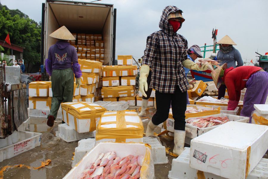 Cá lưỡng hồng được các thương lái thu mua tận bến, giá dao động từ 45.000 - 50.000 đồng/kg. Lao động làm thuê sẽ lựa cá thật kỹ, đóng thùng trước khi xuất khẩu đi Trung Quốc. Ảnh: LT.