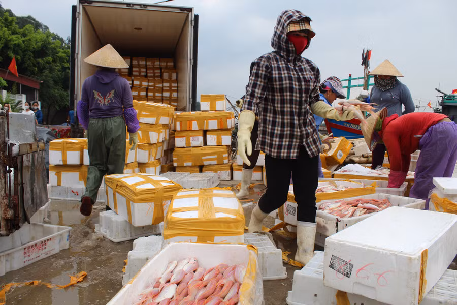 Cá lưỡng hồng được các thương lái thu mua tận bến, giá dao động từ 45.000 - 50.000 đồng/kg. Lao động làm thuê sẽ lựa cá thật kỹ, đóng thùng trước khi xuất khẩu đi Trung Quốc. Ảnh: LT.