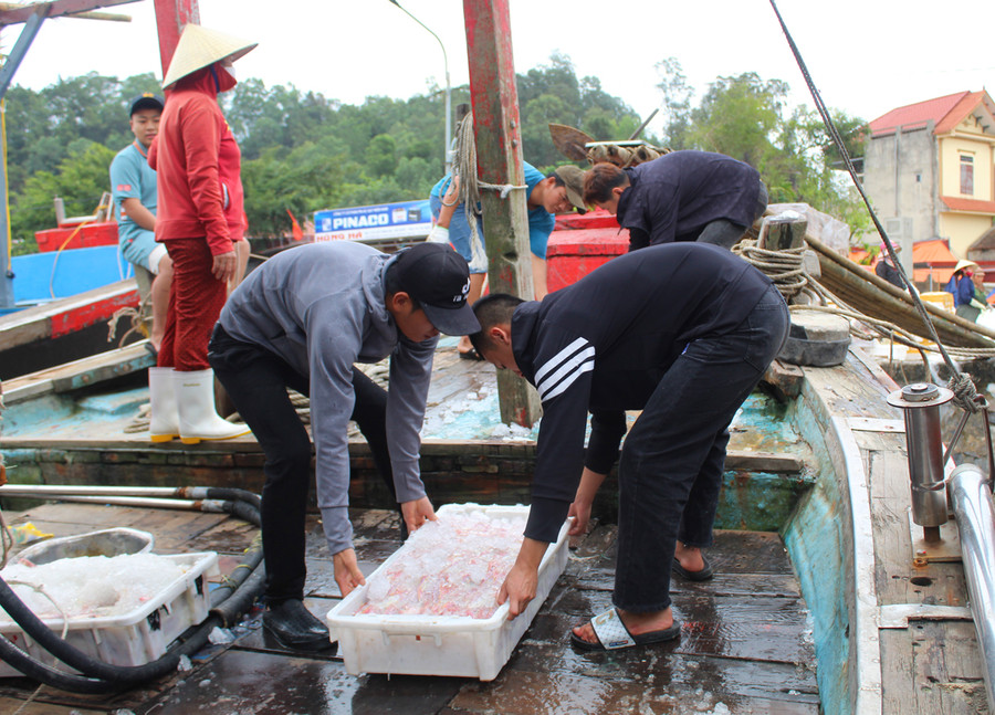 Tàu cá của anh Cường có 10 thuyền viên và một chủ tàu. Với sản lượng cá lưỡng hồng đánh bắt được từ chuyến ra khơi này, tính sơ mỗi thuyền viên "bỏ túi" khoảng 8 triệu đồng. Ảnh: LT.