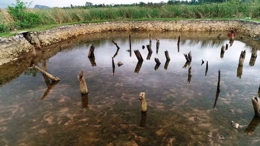 Các bãi cọc Bạch Đằng đã trải qua nhiều đợt khai quật.