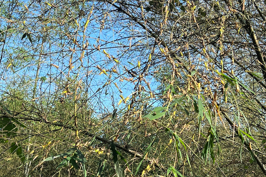 Châu chấu tàn phá hàng trăm ha cây mét của người dân huyện Tân Kỳ. Ảnh: Lê Hùng. Châu chấu tàn phá hàng trăm ha cây mét của người dân huyện Tân Kỳ. Ảnh: Lê Hùng.