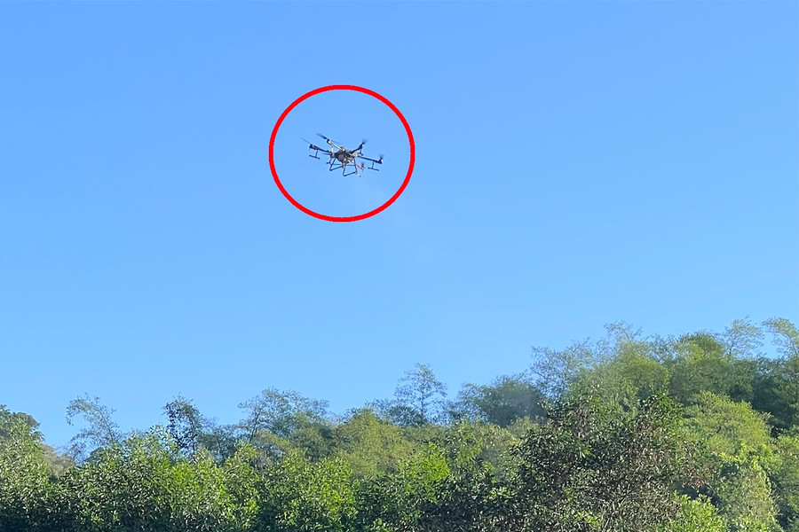 Đây là lần thứ 2 huyện Tân Kỳ phải sử dụng drone phun thuốc diệt châu chấu. Ảnh: Lê Hùng. Đây là lần thứ 2 huyện Tân Kỳ phải sử dụng drone phun thuốc diệt châu chấu. Ảnh: Lê Hùng.
