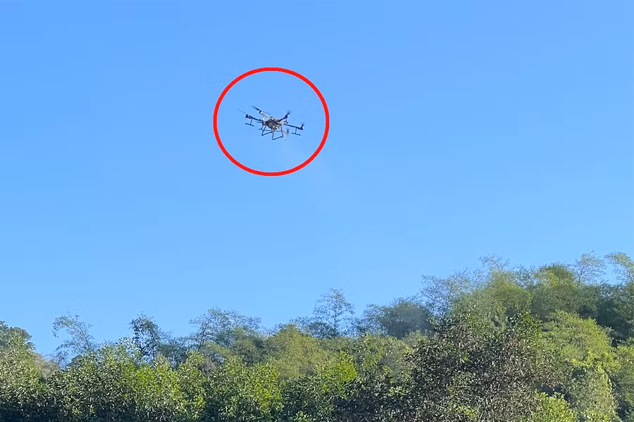 Đây là lần thứ 2 huyện Tân Kỳ phải sử dụng drone phun thuốc diệt châu chấu. Ảnh: Lê Hùng.