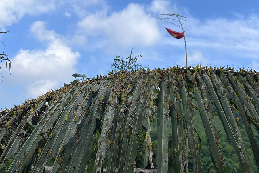Châu chấu có mặt khắp nơi, phá hoại bất cứ cây trồng nào chúng đi qua. Ảnh: Lê Hùng. Châu chấu có mặt khắp nơi, phá hoại bất cứ cây trồng nào chúng đi qua. Ảnh: Lê Hùng.