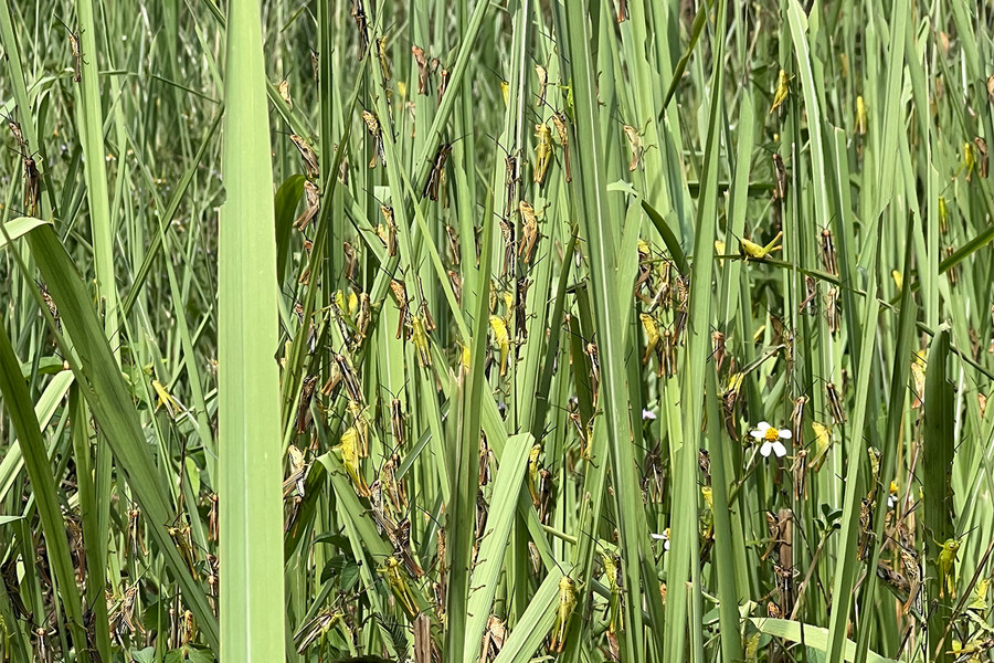 Nhiều cây trồng như mía, ngô, lúa cũng bị châu chấu phá hoại. Ảnh: Lê Hùng. Nhiều cây trồng như mía, ngô, lúa cũng bị châu chấu phá hoại. Ảnh: Lê Hùng.