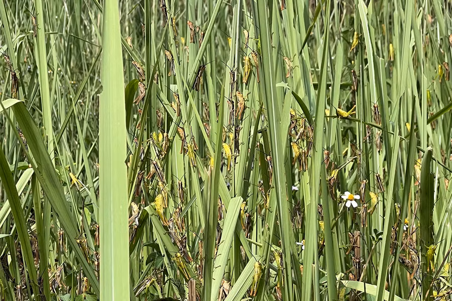 Nhiều cây trồng như mía, ngô, lúa cũng bị châu chấu phá hoại. Ảnh: Lê Hùng.