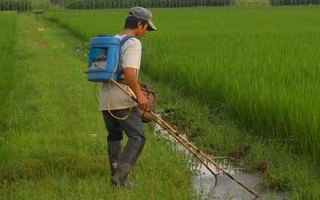 Hệ lụy tận diệt thủy sinh bằng kích điện