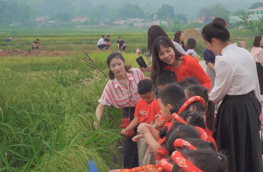 Cô trò thăm cánh đồng.