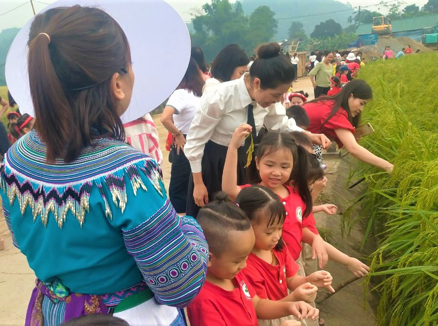 Trẻ tìm hiểu về cây lúa. Trẻ tìm hiểu về cây lúa.