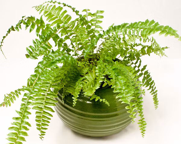 Những loại cây các nhà khoa học Mỹ khuyên nên trồng trong nhà để thanh lọc không khí