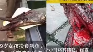 Tóm gọn “thủy quái” kỳ dị cắn chảy máu bé gái Trung Quốc