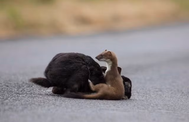 Chồn nhỏ nhảy lên lưng thỏ, hạ gục con mồi trong chớp nhoáng - Hình 4