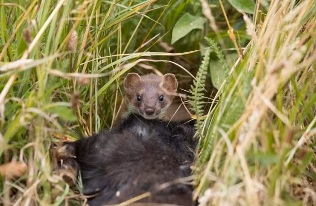 Chồn nhỏ nhảy lên lưng thỏ, hạ gục con mồi trong chớp nhoáng - Hình 5