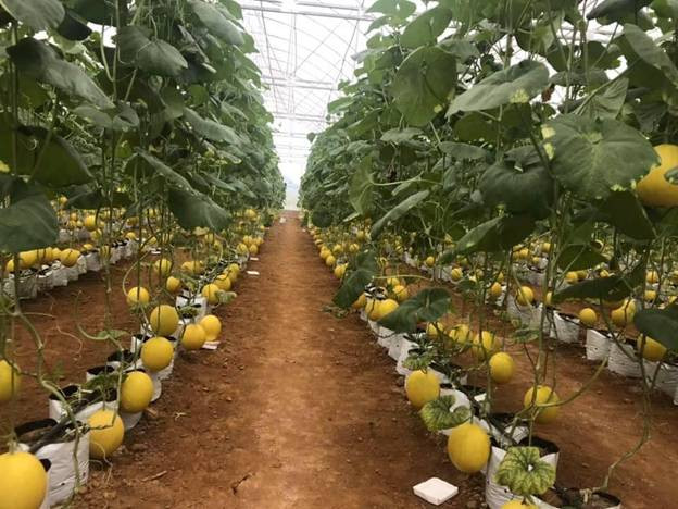 Mô hình sản xuất dưa Kim hoàng hậu của xã Thọ Thanh.