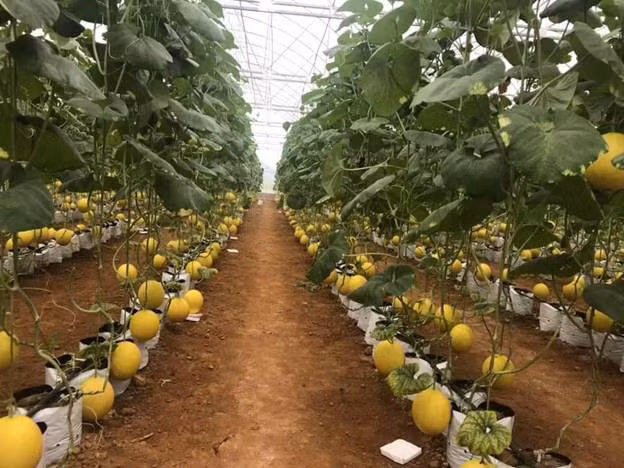 Mô hình sản xuất dưa Kim hoàng hậu của xã Thọ Thanh.