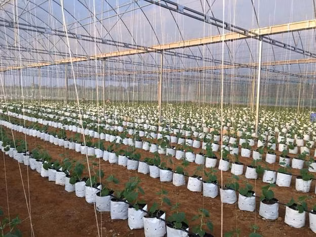 Mô hình dưa vàng kim hoàng hậu được nhân rộng ở xã Thọ Thanh, huyện Thường Xuân.