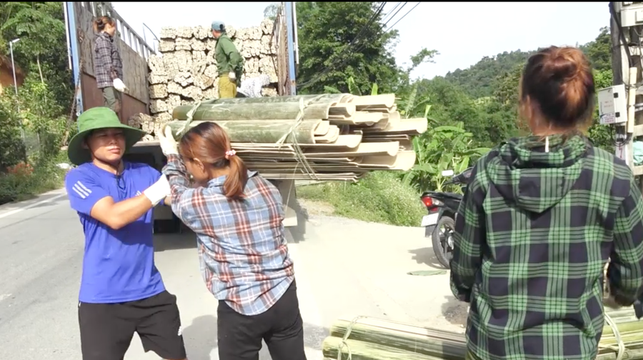 Cây vầu mang lại thu nhập cho người dân miền núi Quan Sơn.