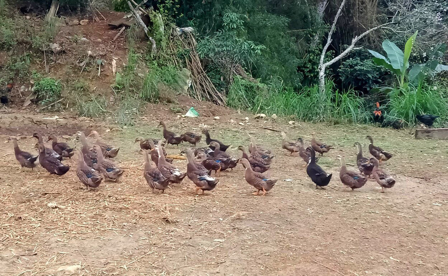 Thành quả sau 2 tháng tặng con giống cho bà con tại xã Trung Lý (Mường Lát, Thanh Hóa). Thành quả sau 2 tháng tặng con giống cho bà con tại xã Trung Lý (Mường Lát, Thanh Hóa).