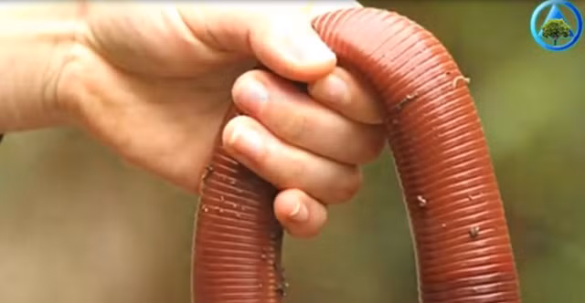  Kích thước cực khủng của loài giun chưa từng thấy 