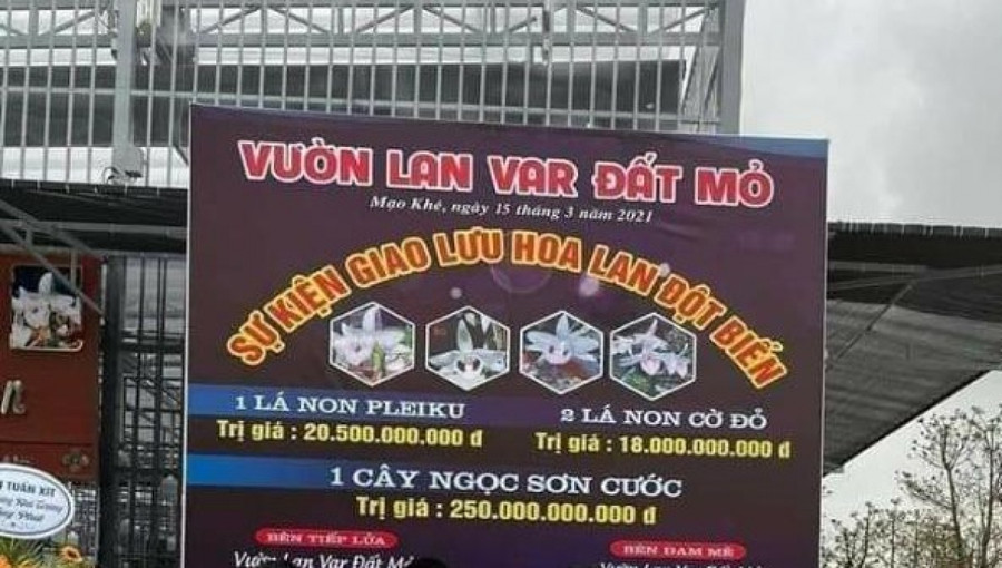 UBND thị xã Đông Triều (Quảng Ninh) yêu cầu làm rõ những giao dịch mua bán hoa lan lên đến hàng trăm tỷ đồng. (Ảnh: MXH).