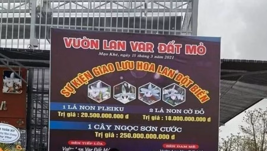 UBND thị xã Đông Triều (Quảng Ninh) yêu cầu làm rõ những giao dịch mua bán hoa lan lên đến hàng trăm tỷ đồng. (Ảnh: MXH).
