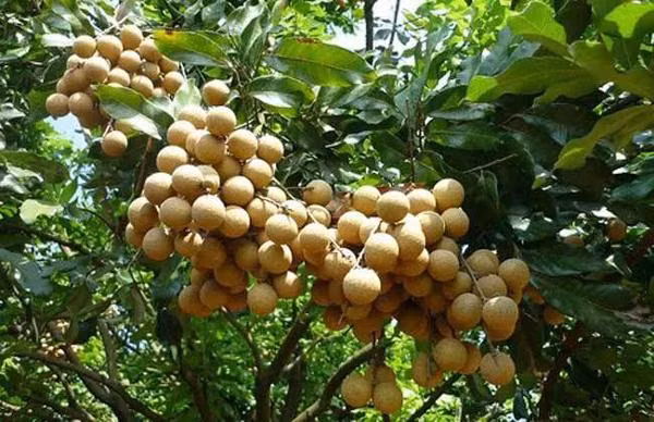 be 9 tuoi ngo doc nghiem trong sau khi an nhan, kiem tra cay trong vuon moi biet ly do - 2