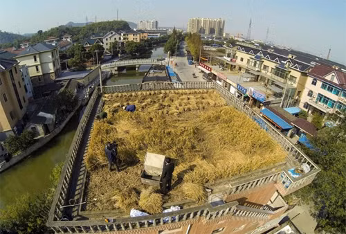 Độc đáo: trồng lúa trên sân thượng bê tông và văn phòng làm việc