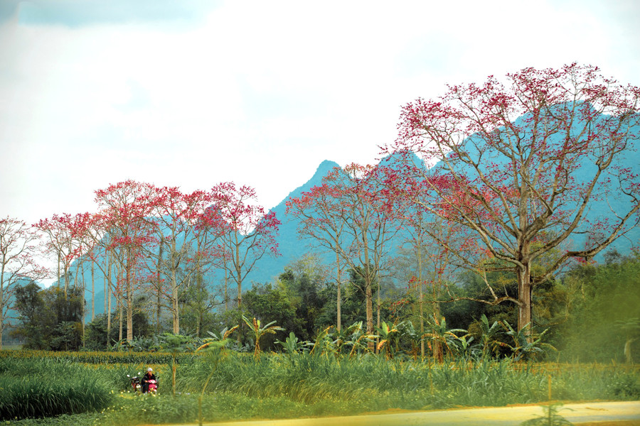 Hàng chục cây gạo cổ thụ có thân to, cao vút, mỗi mùa hoa về như trang điểm thêm cho khung cảnh yên bình của làng quê xứ Nghệ.